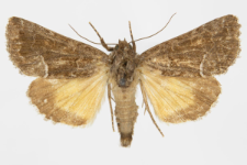 Thalpophila matura