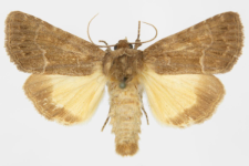 Thalpophila matura