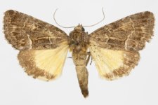 Thalpophila matura