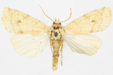 Enargia plaeacea