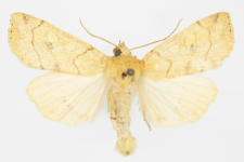 Enargia plaeacea