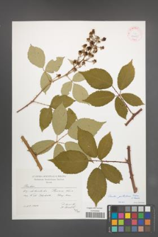 Rubus guttiferus [KOR 41450]
