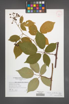 Rubus guttiferus [KOR 41218]