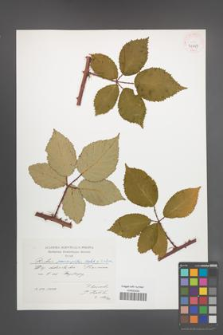 Rubus pericrispatus [KOR 41447]