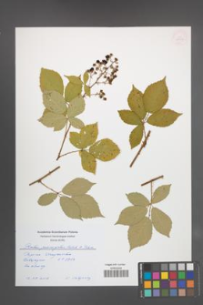 Rubus pericrispatus [KOR 54917]