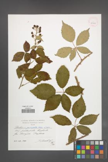 Rubus pericrispatus [KOR 41306]