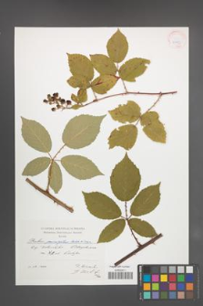 Rubus pericrispatus [KOR 41453]