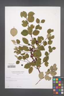Cotoneaster [KOR 49590]