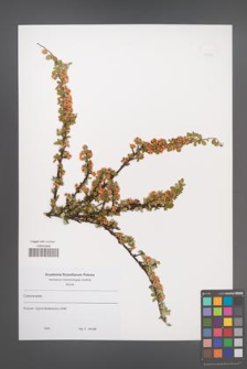 Cotoneaster [KOR 49588]