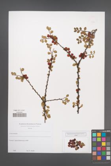 Cotoneaster [KOR 49578]