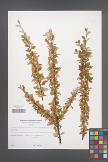 Cotoneaster [KOR 49611]
