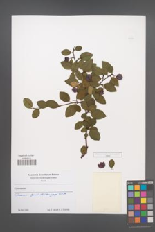 Cotoneaster [KOR 49792]