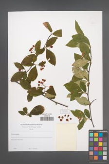 Cotoneaster [KOR 49851]