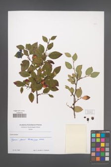 Cotoneaster [KOR 49819]