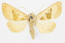 Phlogophora scita