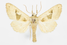 Phlogophora scita