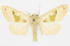 Phlogophora scita