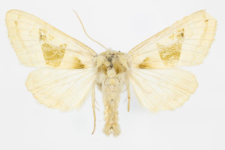 Phlogophora scita