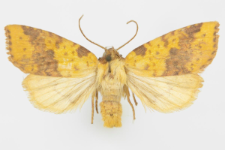 Xanthia inceritia