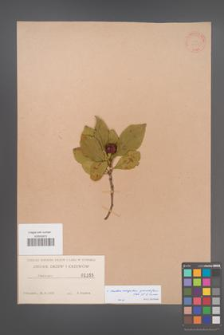 ×Crataemespilus grandiflora [KOR 1165]