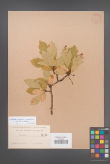 ×Crataemespilus grandiflora [KOR 1169]