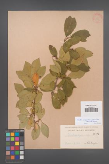 Crataemespilus grandiflora [KOR 1174]