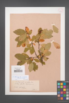 ×Crataemespilus grandiflora [KOR 34189]