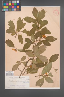 Crataemespilus grandiflora [KOR 1159]