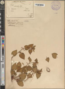 Viola silvestris (Lam. p.p.) Reichb. fo. luxurians Zapał.