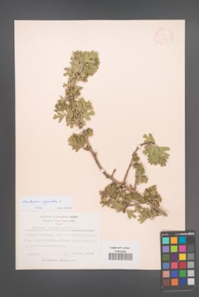 Crataegus azarolus [KOR 13218]
