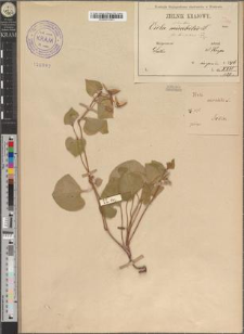 Viola silvestris (Lam. p.p.) Reichb. fo. decipiens Zapał.