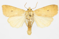 Enargia plaeacea