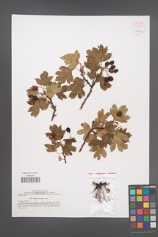 Crataegus caucasica [KOR 55381]