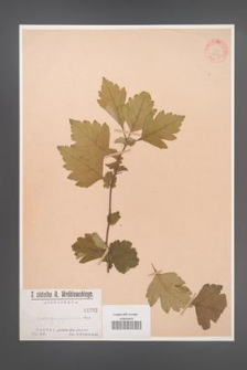 Crataegus ×calsiana [KOR 1232]