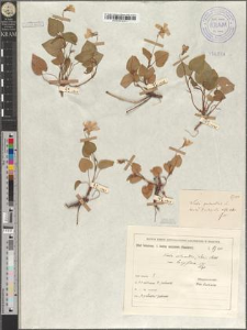 Viola silvestris (Lam. p.p.) Reichb. var. longiflora Zapał.