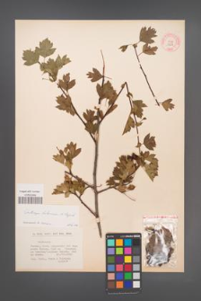 Crataegus dikmensis [KOR 13257]