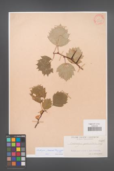 Crataegus flabellata [KOR 1197]