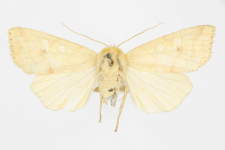 Enargia plaeacea
