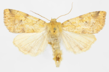 Enargia plaeacea