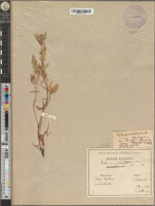 Viola canina L. var. ramosa Zapał. fo. pseudotypica Zapał.
