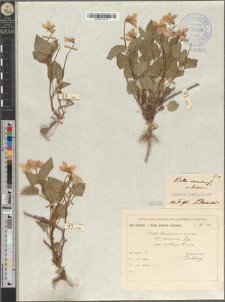 Viola sanensis Zapał. var. subleopoliensis Zapał.