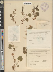 Viola palustris L. fo. cracoviensis Zapał.