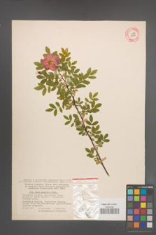 Rosa davurica [KOR 17898]
