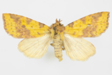 Xanthia inceritia