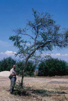 Corfu (1995)