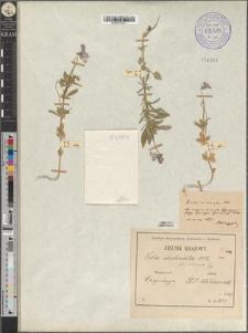 Viola declinata Waldst. et Kitaib. fo. calcigena Zapał.