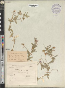 Viola declinata Waldst. et Kitaib. var. occidentalis Zapał.