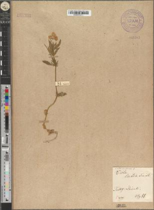 Viola sudetica Willd. var. stenosepala Zapał.