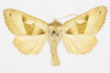 Phlogophora scita