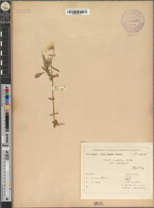 Viola sudetica Willd. var. stenosepala Zapał.